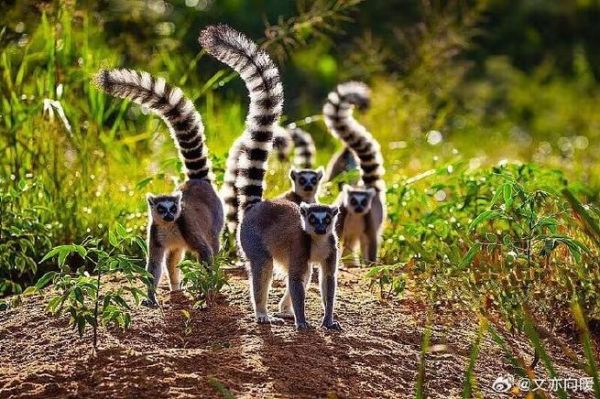 狐猴属什么生肖属相（狐猴属什么生肖？超萌科普来了）