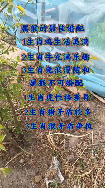 属猴生肖配偶属相（属猴的最佳婚配属相有哪些）