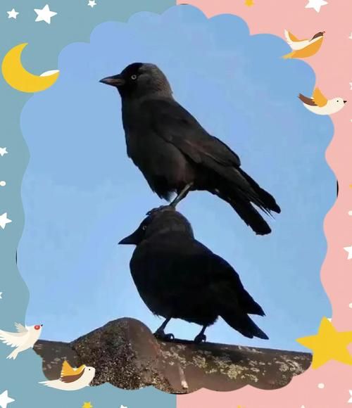 乌鸦生肖属相配对（乌鸦不是生肖最佳婚配属相揭秘）