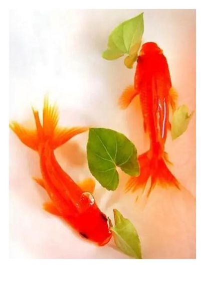 鱼属于什么生肖属相（鱼是什么生肖？新手一听就懂）