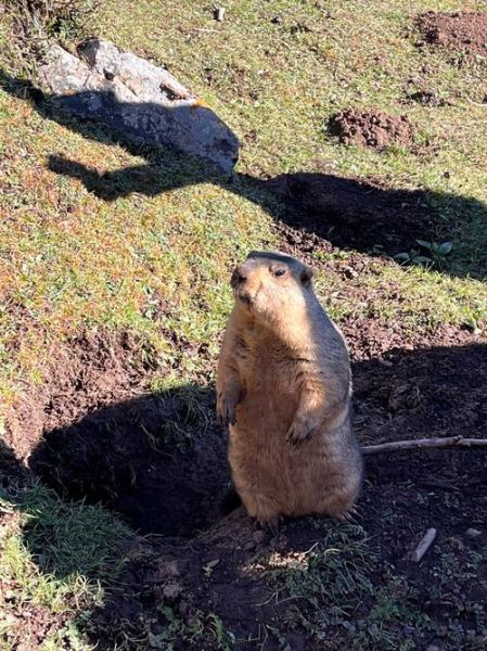 土拨鼠最佳生肖属相是（土拨鼠属什么生肖最旺）