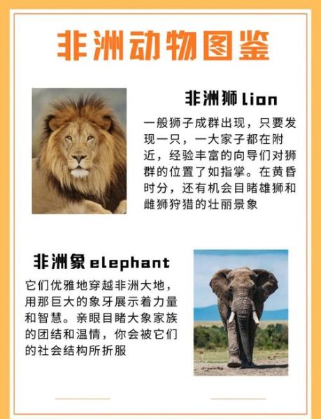 非洲是否有生肖属相（非洲生肖属相真的存在吗？）