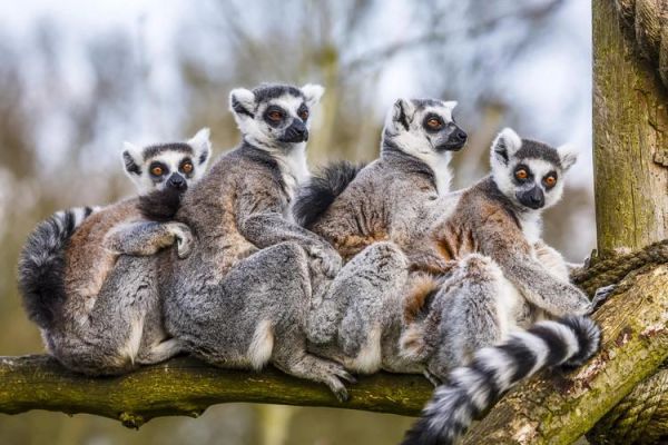 非洲是否有生肖属相（非洲生肖属相真的存在吗？）