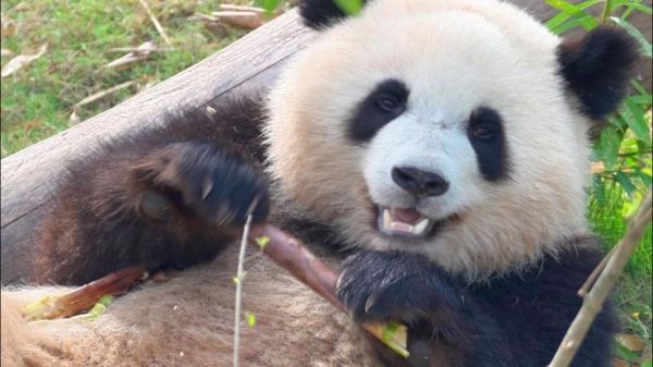 鳌拜属相是什么动物生肖（鳌拜到底属什么生肖？）