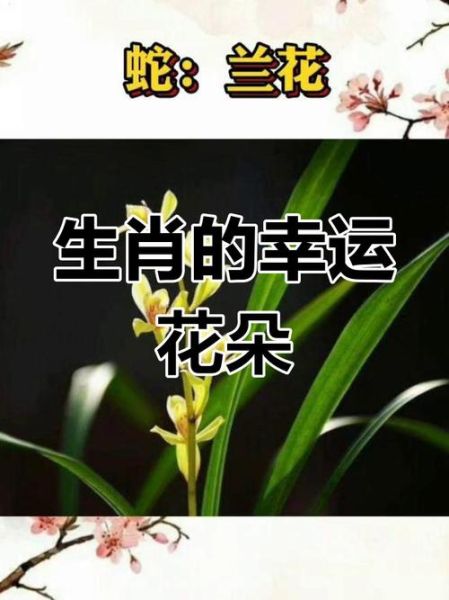 十二生肖的属相花的属相（十二生肖的属相花是什么）