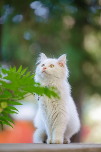 新疆生肖属相图片(新疆生肖可爱萌图都在哪找呀😸)