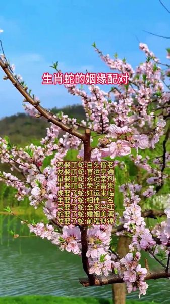 生肖蛇爱人是啥属相（生肖蛇的最佳配偶属相）