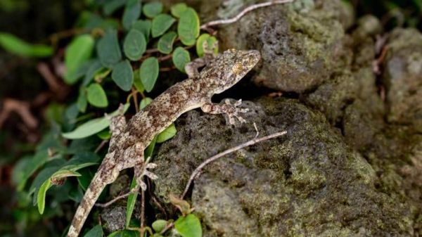 壁虎对应的生肖和属相(壁虎代表哪个生肖属相)