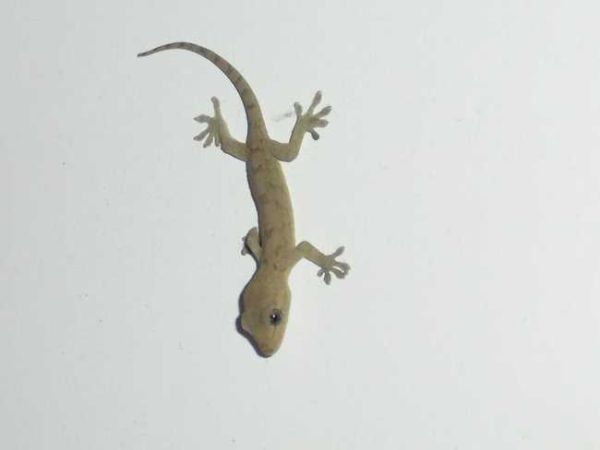 壁虎对应的生肖和属相(壁虎代表哪个生肖属相)