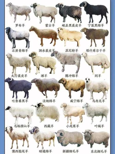 1931属相什么生肖（1931年属什么生肖？一键看懂🐏）