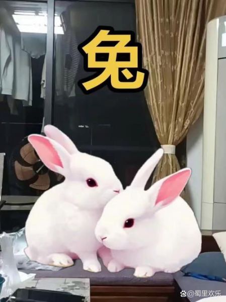 日本兔子生肖属相（日本兔子生肖属相是什么动物？）