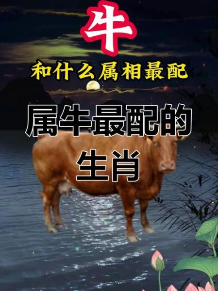 属相牛和什么生肖好(属牛最佳生肖配对分析)