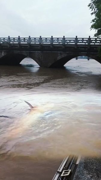 翻江倒海属相是什么生肖